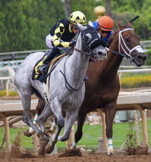 均篮板数位 均篮板数位